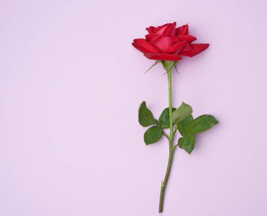 Mor arka planda yeşil yapraklı kırmızı gül, düz yatıyordu.