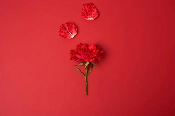 Rosa Rossa Fiorente Con Gambo Verde Sfondo Rosso Sfondo Festivo — Foto Stock