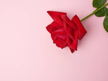 Pembe arka planda yeşil yapraklı kırmızı gül, düz yatıyordu.