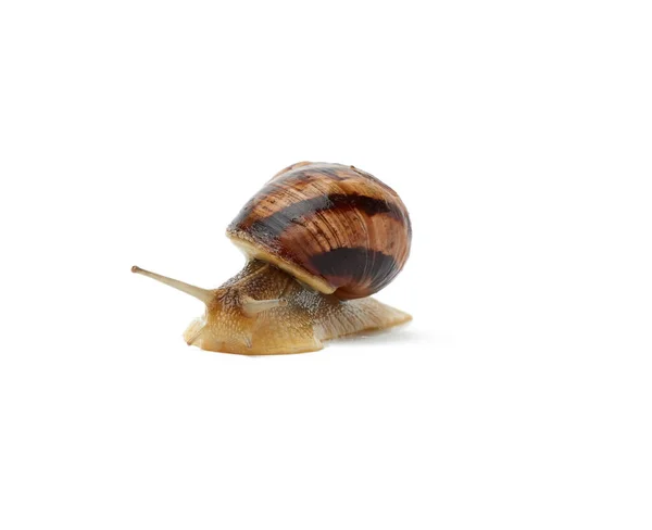 在白色背景上隔离的褐色蜗牛 — 图库照片