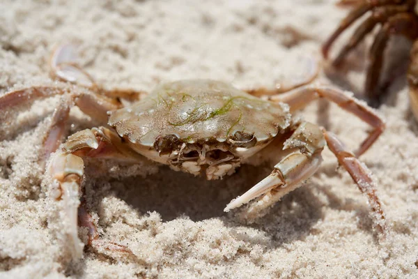 Crabe Vivant Sur Rive Sablonneuse Mer Noire Vue Dessus Ukraine — Photo