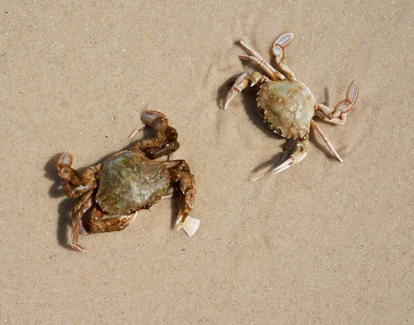 Crabe Vivant Sur Rive Sablonneuse Mer Noire Vue Dessus Ukraine — Photo