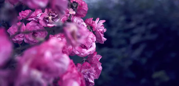 Zweig Mit Blühenden Rosa Rosenknospen Und Grünen Blättern Banner Kopierraum — Stockfoto