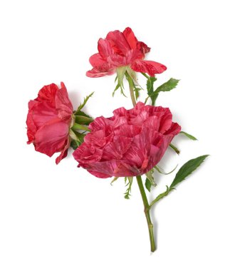 kırmızı çiçek açan gül beyaz arkaplanda izole edilmiş, üst görünüm