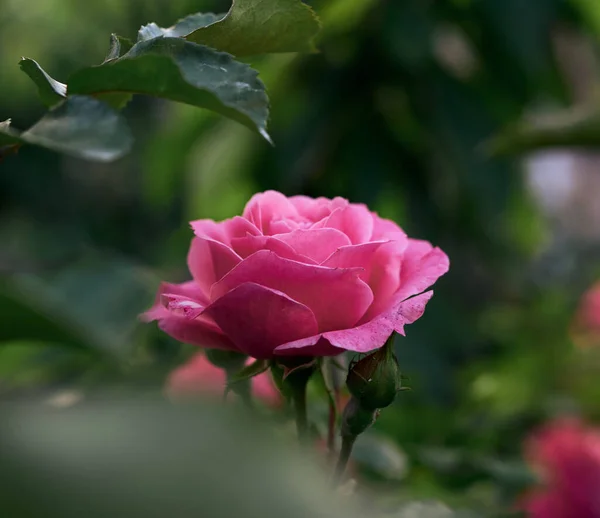 Knopp Blommande Rosa Ros Trädgården Sommardag Gröna Blad Runt — Stockfoto