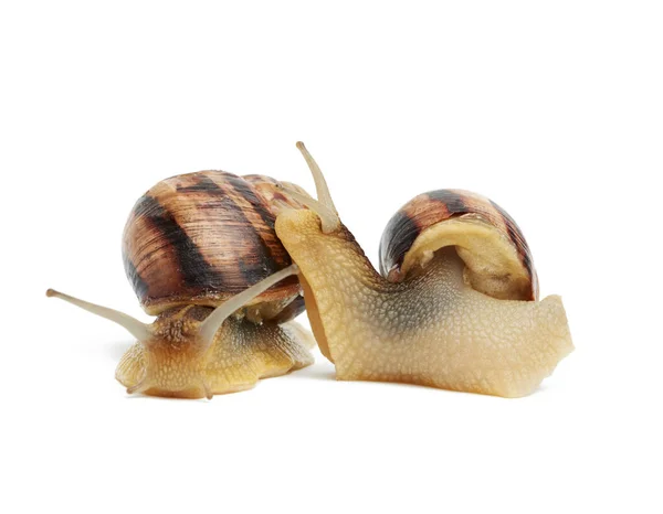 两只褐色蜗牛 在白色背景上隔离 侧视图和前视图 — 图库照片