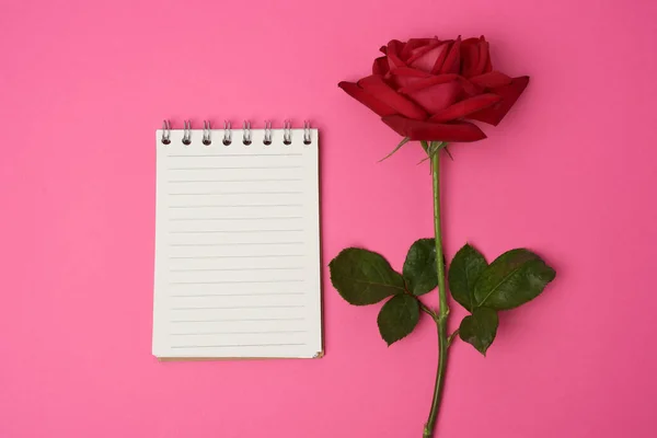 Cuaderno Abierto Con Hojas Blancas Rosa Roja Sobre Fondo Rosa —  Fotos de Stock