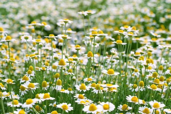 Grande Campo Com Margaridas Florescentes Brancas Dia Primavera Foco Seletivo — Fotografia de Stock