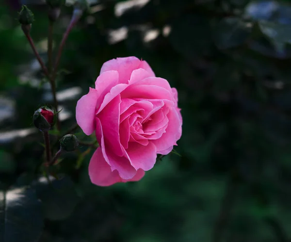 夏の日に庭に咲くピンクのバラの芽緑の葉が — ストック写真