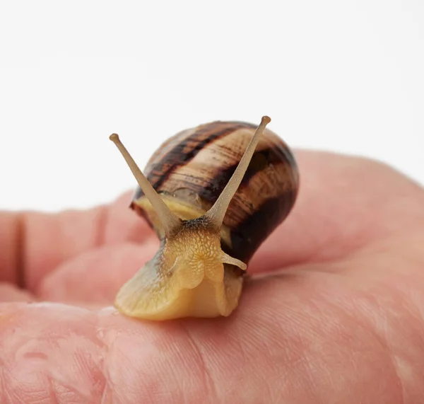 Mano Tiene Una Lumaca Marrone Uno Sfondo Bianco Isolato Vicino — Foto Stock