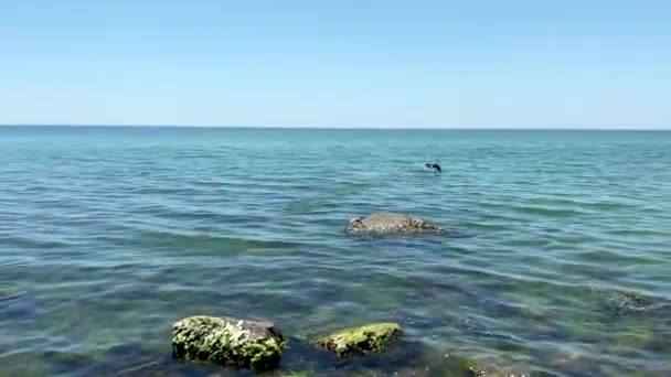 Svart Skarv Flyger Över Svarta Havet Sommardag Ukraina Zalizny Hamn — Stockvideo