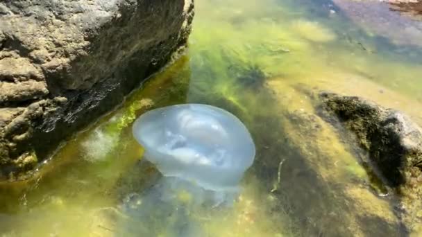 Weißmeerqualle Schwimmt Einem Sommertag Unter Wasser Schwarzen Meer Von Oben — Stockvideo