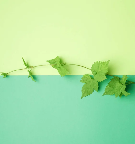 Ramo Planta Com Folhas Verdes Fundo Verde Vista Superior Minimalismo — Fotografia de Stock