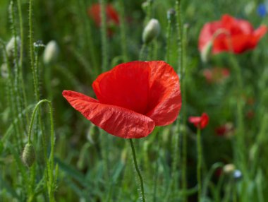 Bir bahar günü kırmızı gelincikler ve yeşil yapraklı tarla kapanır.