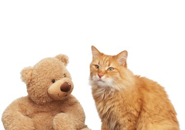 Yetişkin bir kızıl kedi ve beyaz arka planda büyük bir oyuncak ayı.