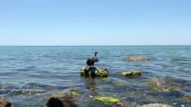 Siyah Karabatak Kuşu Denizin Ortasında Bir Taşın Üzerine Oturur Kanatlarını — Stok video