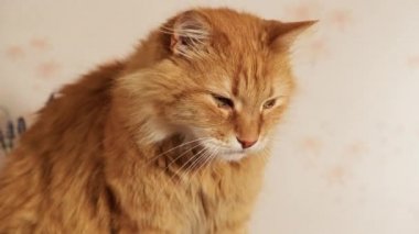 Tatlı yetişkin kızıl kedi oturuyor ve kameraya bakıyor, kapat.