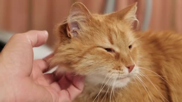 Mão Homem Acariciando Cabeça Gato Gengibre Fofo Close — Vídeo de Stock