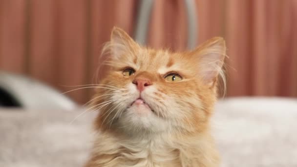 Sevimli Kırmızı Kedi Oturur Yukarı Bakar Oyuncu Hayvan Yakın Çekim — Stok video