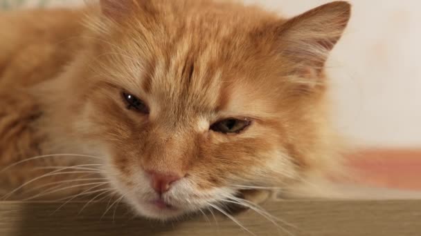 adulte roux pelucheux chat se trouve sur une commode dans la chambre, un animal de compagnie mignon