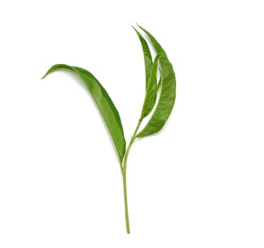 Beyaz arkaplanda yeşil şeftali yapraklı dal, üst görünüm