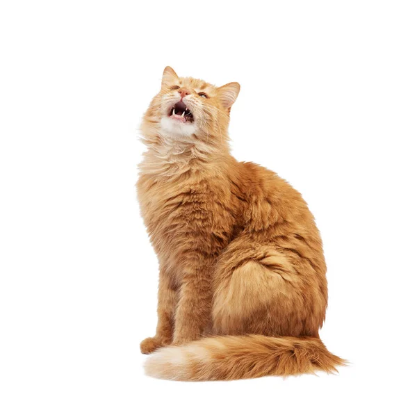 แมวส แดงผ ใหญ งบนพ นหล ขาว ปากเป มองข ใกล — ภาพถ่ายสต็อก