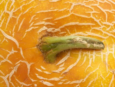 Sarı olgun kavun dokusu, tam çerçeve, kapat