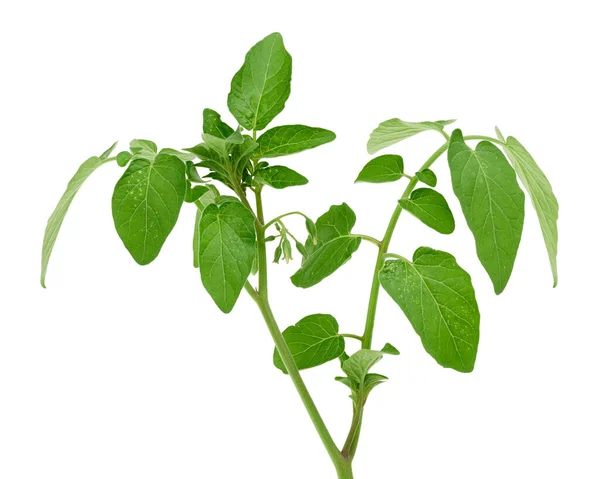 Tomatenzweig Mit Grünen Blättern Und Ungeblasenen Blüten Auf Weißem Hintergrund — Stockfoto