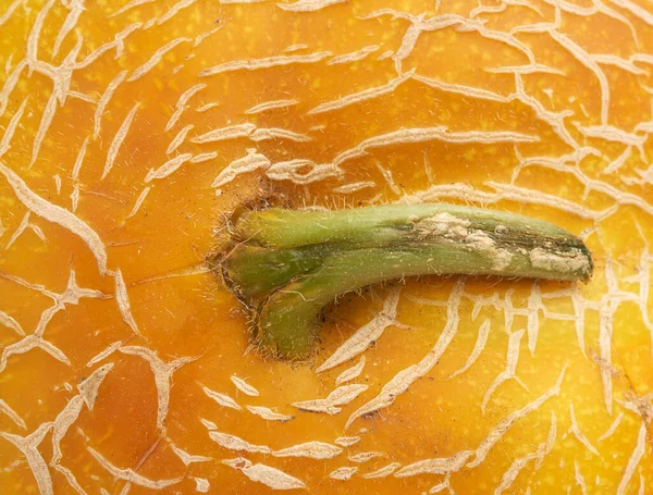 Sarı olgun kavun dokusu, tam çerçeve, kapat