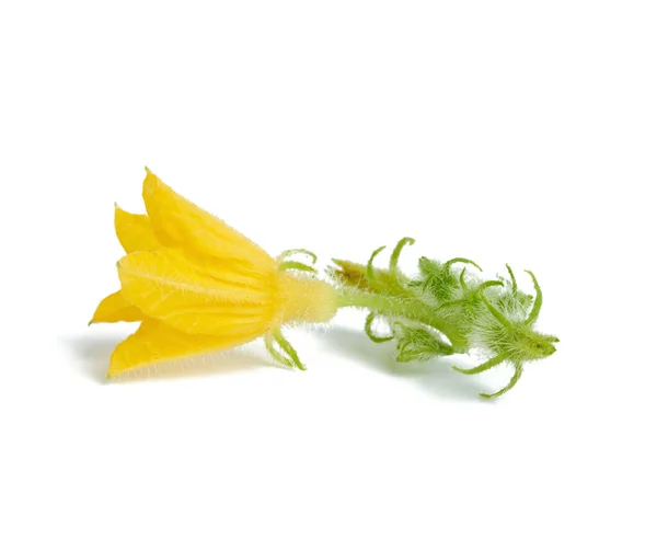 Bunga Mentimun Kuning Diisolasi Pada Latar Belakang Putih Tutup — Stok Foto