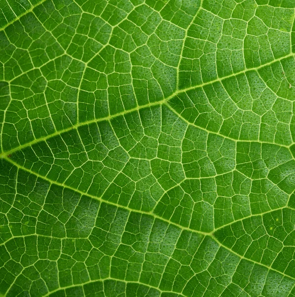 Texture Green Cucumber Leaf Close Full Frame Stock Image