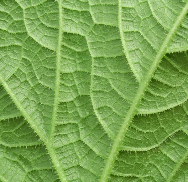 Textura Hoja Pepino Verde Parte Posterior Cerca —  Fotos de Stock