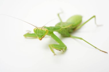 Genç yeşil peygamber devesi beyaz arka planda kameraya bakıyor, seçici odaklanma