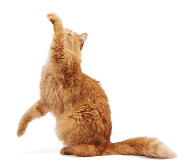 Dorosłych Puszysty Czerwony Kot Siedzi Podniósł Przednie Łapy Górę Imitacja — Zdjęcie stockowe