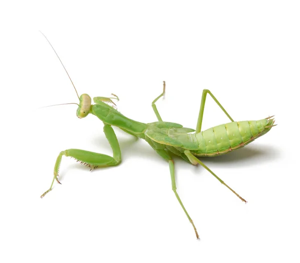 Zelená Mladá Kudlanka Sedí Bílém Pozadí Hmyz Izolovaný Zblízka — Stock fotografie