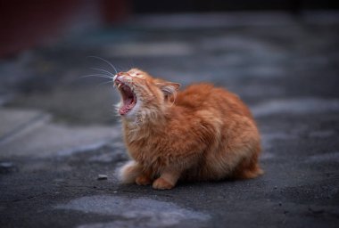 Yetişkin kırmızı kedi bir yaz akşamı sokakta oturur ve seçici bir şekilde esner.