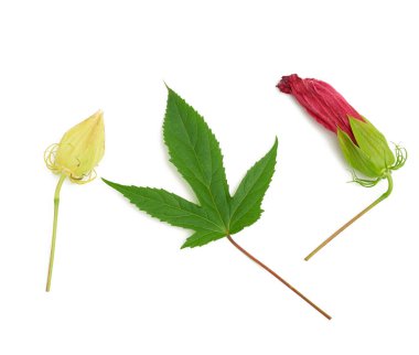 Kırmızı çiçek açan amberçiçeği tomurcukları, yeşil yaprak ve patlamamış kutular beyaz arka planda izole edilmiş, yakın plan