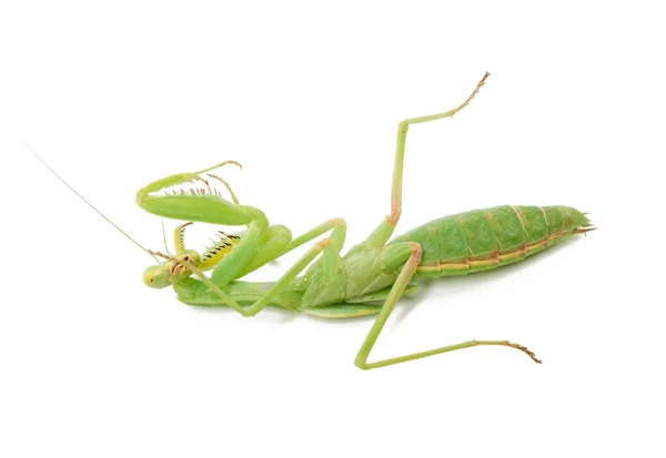 Ung Grön Mantis Ligger Rygg Insekt Isolerad Vit Bakgrund Närbild — Stockfoto