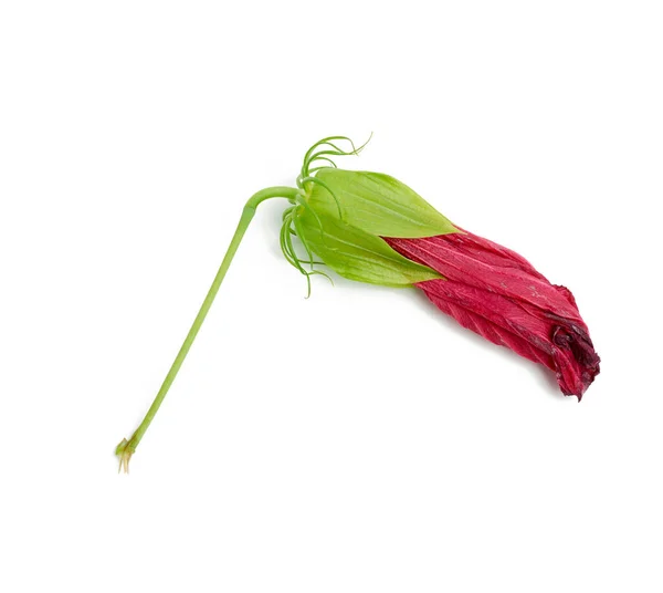 Bocciolo Fiore Ibisco Rosso Appassito Isolato Sfondo Bianco Primo Piano — Foto Stock