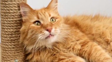 Yetişkin tüylü kırmızı kedi dinleniyor ve etrafına bakıyor.