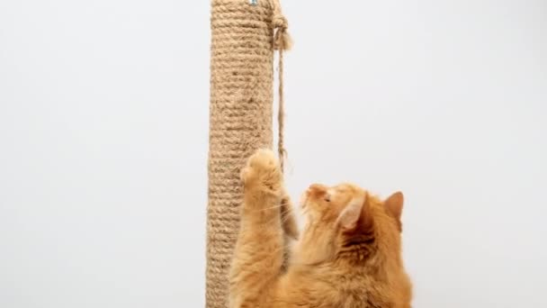 大人のふわふわの生姜猫が綱で爪をブラッシングし白い背景 — ストック動画