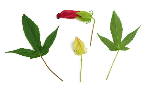 Uppsättning Röda Blommande Hibiskus Knopp Gröna Blad Och Unblown Box — Stockfoto