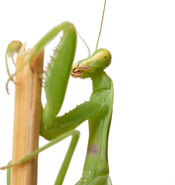 Zelená Mladá Kudlanka Sedící Dřevěné Tyči Hmyz Izolovaný Bílém Pozadí — Stock fotografie