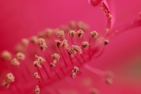 Stami Fiore Ibisco Rosso Primo Piano Messa Fuoco Morbida — Foto Stock