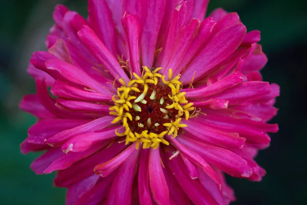 Flor Rosa Florescendo Zinnia Jardim Dia Verão Foco Seletivo — Fotografia de Stock