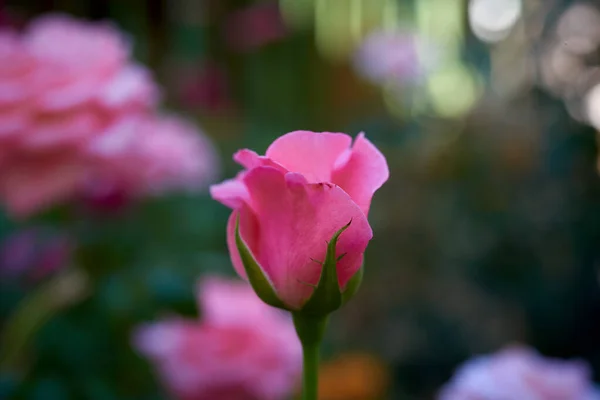 Knopp Blommande Rosa Ros Trädgården Sommardag Gröna Blad Runt — Stockfoto
