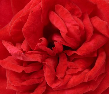 Kırmızı bir gülün tomurcuğu, tam kare, makro