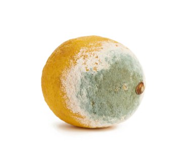 Beyaz arka planda küflü sarı limon, bozulmuş meyve, kapat.
