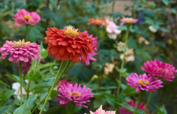 Blommande Rosa Blomma Zinnia Trädgården Sommardag Selektivt Fokus Närbild — Stockfoto