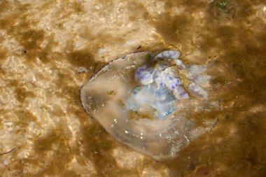 Bir yaz günü Karadeniz kıyısında ölü bir denizanası. Ukrayna 'nın Demir Liman köyü.